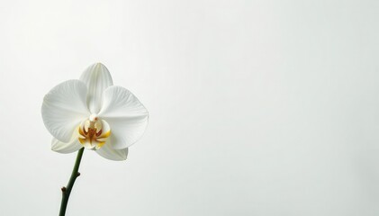Obraz premium Delicate white orchid blossom on pure white backdrop, pure, bright, texture
