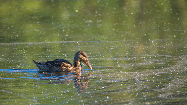 Northern Shoveler Hen in Alaska