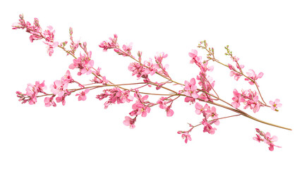 Fototapeta premium branch with beautiful blossoming sakura flowers on transparent background