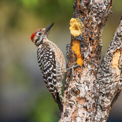 Male Ladder-backed Woodpecker in Arizona