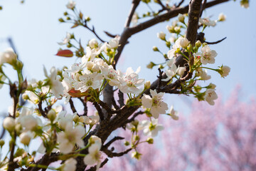 Close-up photo of white flowers on a pear tree (Pyrus) in spring