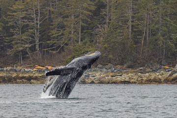 Sitka Alaska Humpback Whale Breaching