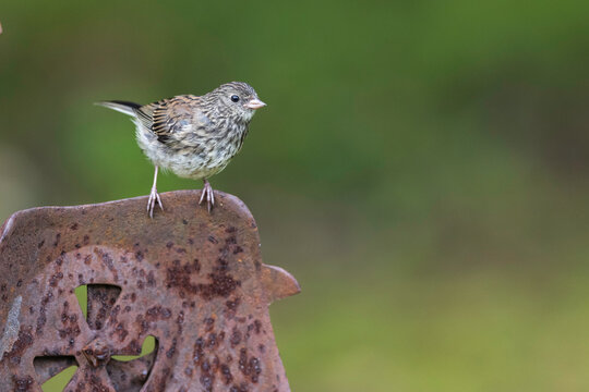A Dark-eyed Junco Juvenile Bird