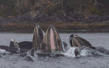 Humpback Whale Bubble Net Fishing Sitka Alaska