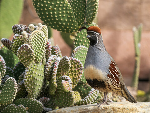 Male Gambel’s Quail in Arizona 