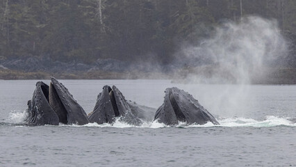 Humpback Whale Bubble Net Fishing Sitka Alaska
