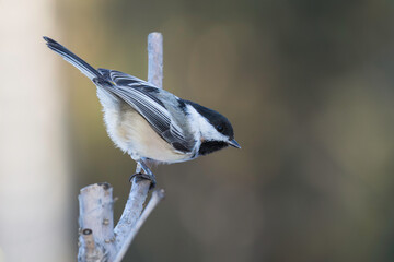 Black-capped Chickadee Sitting on a Branch