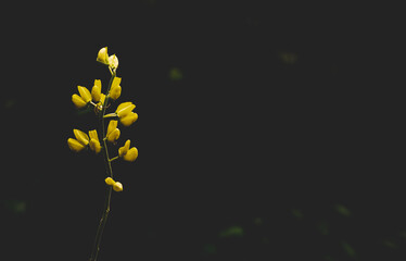 Delicate yellow lupin flower with black dark background copy paste space 