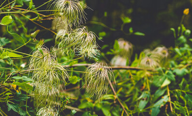 Old man beard clematis plant white silvery silky