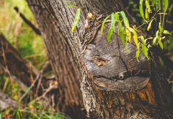 Tree bark texture smile carved beautiful nature