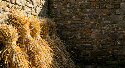 Golden Wheat Sheaves Leaning Against Rustic Stone Wall In Rural Setting
