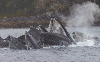 Humpback Whale Bubble Net Fishing Sitka Alaska