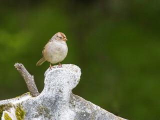 Female Adult or Immature Male White-crowned Sparrow