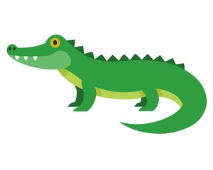 A alligator on white background.