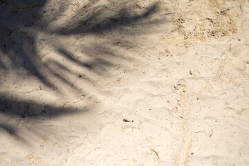 Shadow of palm leaves on sandy beach during sunny afternoon