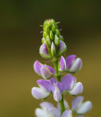 Wild Lupine or Lupinus in Alaska