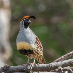 Male Gambel’s Quail in Arizona 