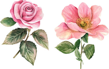 bouquet of pink roses