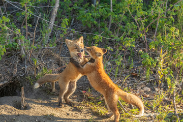 Alaskan Red fox siblings playing 