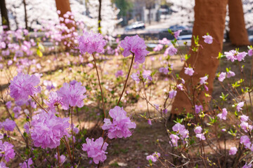 Obraz premium Close-up photo of purple Rhododendron flowers blooming in spring in April