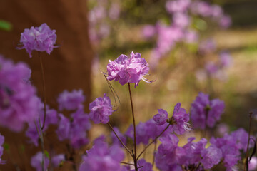 Close-up photo of purple Rhododendron flowers blooming in spring in April