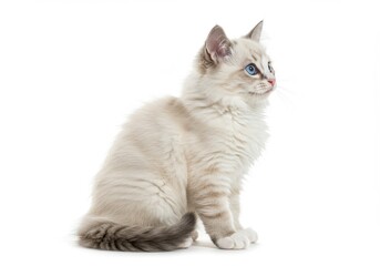 Fluffy white kitten blue eyes