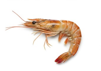 Raw shrimp single prawn realistic