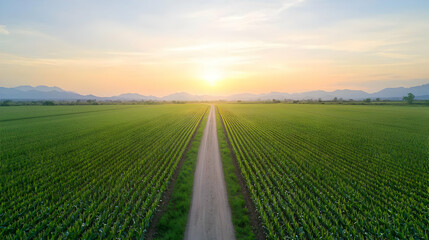 Obraz premium Sunset View Of A Cotton Field With A Dirt Road