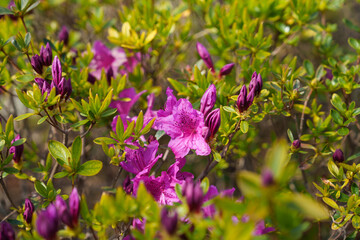 Close-up photo of red azalea flowers blooming in spring in April