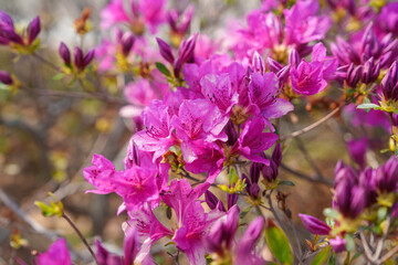 Close-up photo of red azalea flowers blooming in spring in April