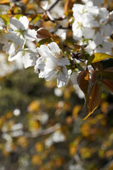 多摩霊園の桜