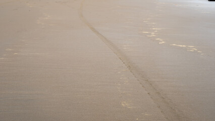 A single tire track stretches across the wet sand of a quiet beach, curving gently into the distance. The soft golden light highlights the serene and untouched coastal landscape.
