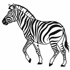 zebra vector illustration