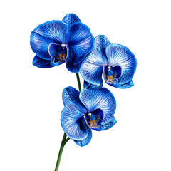 Blue Orchid Flower png