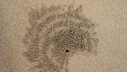 Close-up of intricate sand ball patterns created by sand bubbler crabs on a beach. The abstract...
