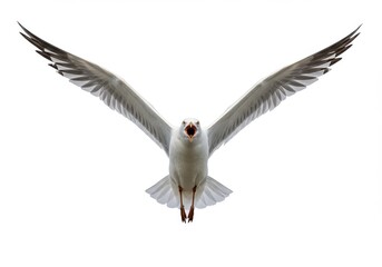 Obraz premium Majestic seagull flight spread wings