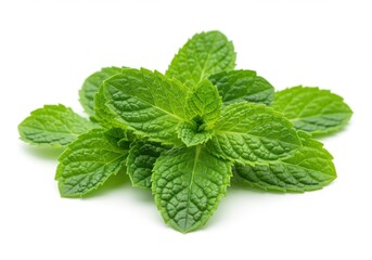 Fresh mint leaves vibrant green