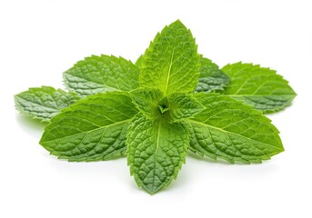 Fresh mint leaves vibrant green