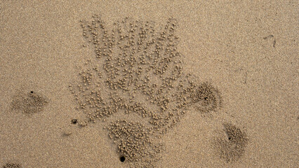 Close-up of tiny sand balls meticulously arranged by sand bubbler crabs on the beach. The unique...