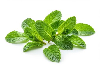 Fresh mint leaves vibrant green