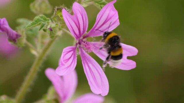 Slow motion video of a bumblebee, bombus terrestris, covered with pollen on a purple flower