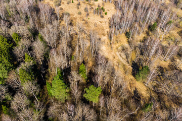 Coniferous evergreen trees stand out against deciduous trees, aerial view of mixed forest in early spring