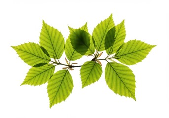 Fototapeta premium Green leaves botanical illustration bright