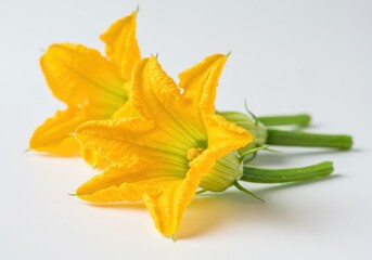 Yellow squash blossoms delicate floral
