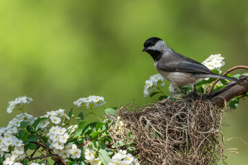 A Carolina chickadee perched on a vine with white flowers
