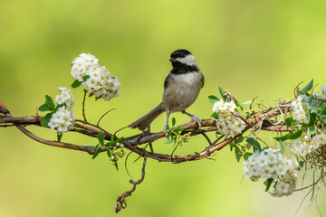 A Carolina chickadee perched on a vine with white flowers