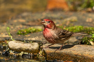 A male house finch perched on a rock