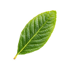 Almond Leaf png