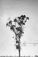reflejo de &aacute;rbol en el agua en blanco y negro - foto de stock 