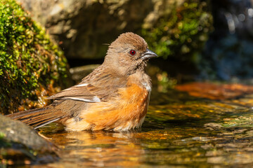 A towhee taking a bath